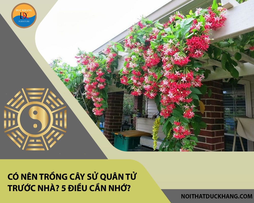 Có nên trồng cây sử quân tử trước nhà? 5 điều cần nhớ?