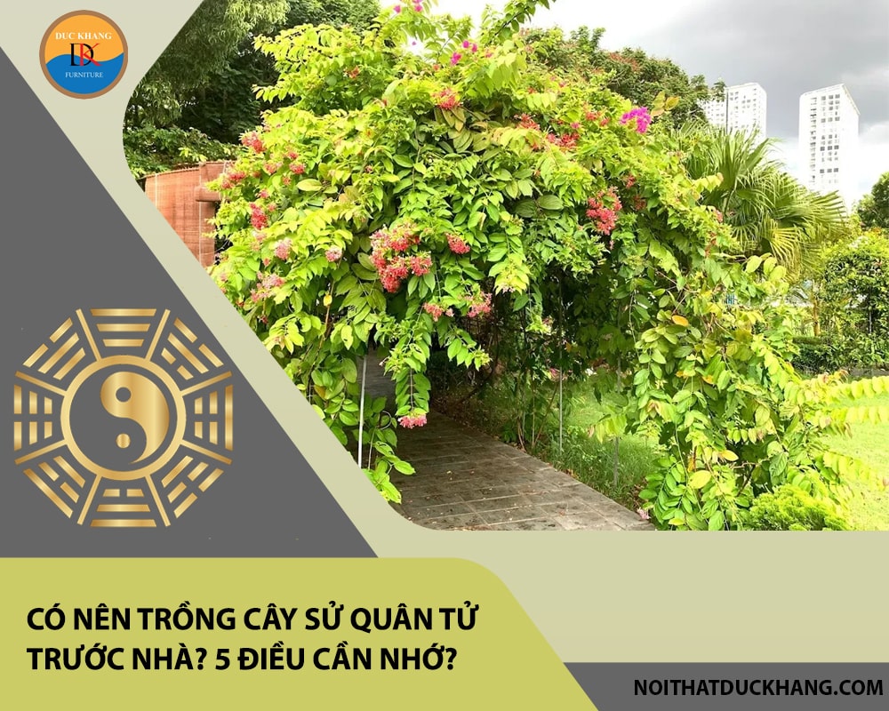 Có nên trồng cây sử quân tử trước nhà? 5 điều cần nhớ?