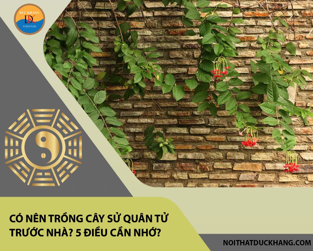 Có nên trồng cây sử quân tử trước nhà? 5 điều cần nhớ?