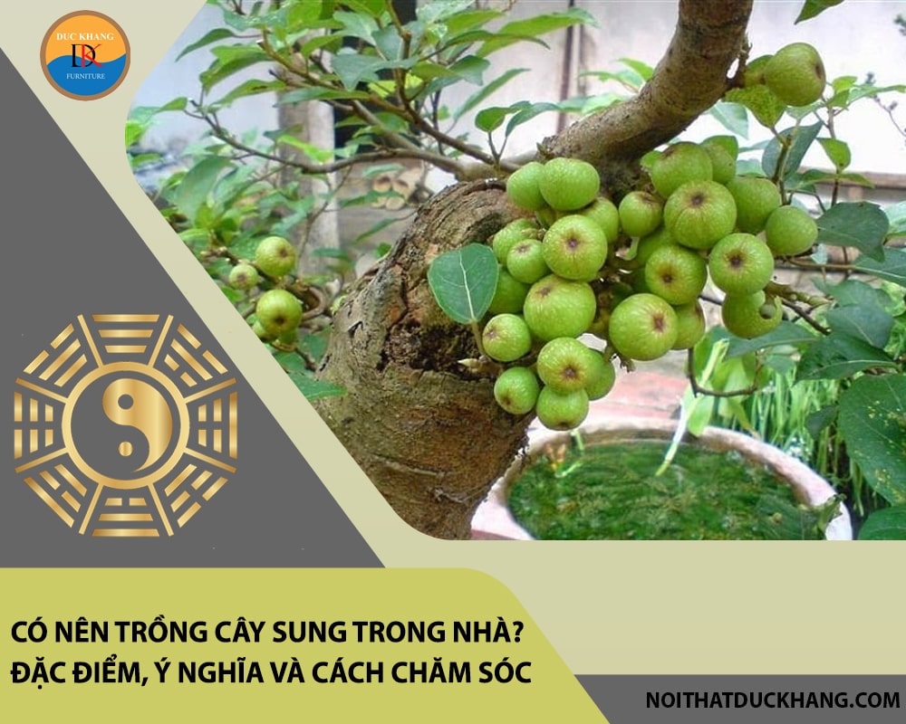 Có nên trồng cây sung trong nhà? Đặc điểm, ý nghĩa và cách chăm sóc Có nên trồng cây sung trong nhà? Đặc điểm, ý nghĩa và cách chăm sóc