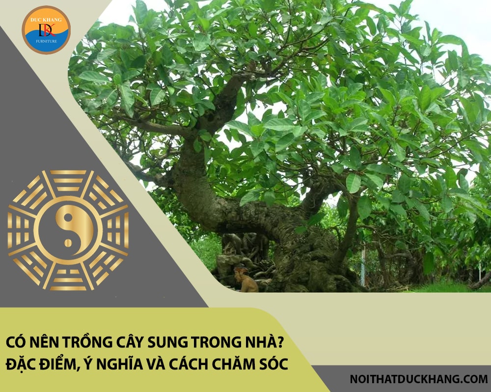 Có nên trồng cây sung trong nhà? Đặc điểm, ý nghĩa và cách chăm sóc Có nên trồng cây sung trong nhà? Đặc điểm, ý nghĩa và cách chăm sóc