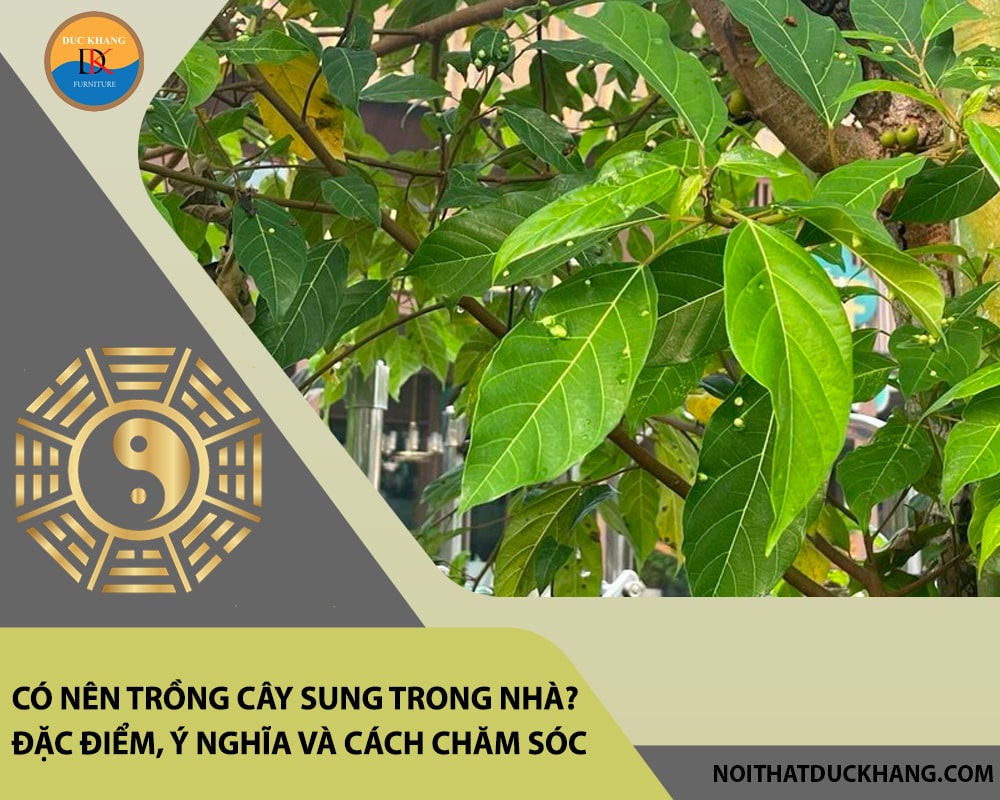 Có nên trồng cây sung trong nhà? Đặc điểm, ý nghĩa và cách chăm sóc Có nên trồng cây sung trong nhà? Đặc điểm, ý nghĩa và cách chăm sóc