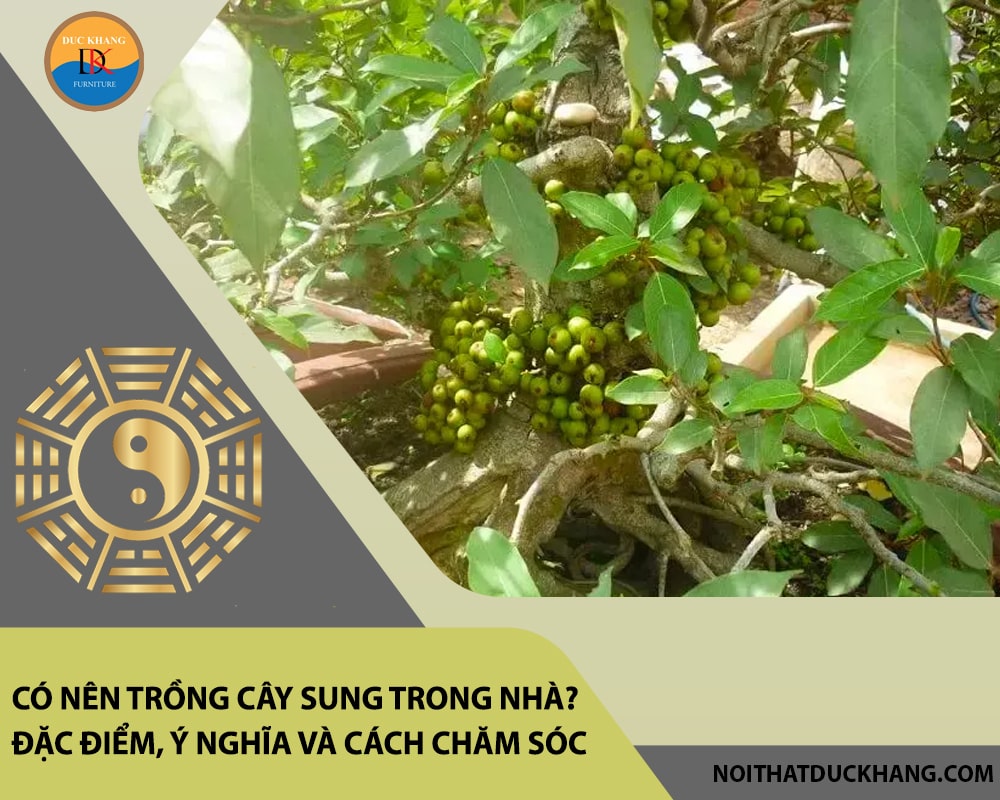 Có nên trồng cây sung trong nhà? Đặc điểm, ý nghĩa và cách chăm sóc Có nên trồng cây sung trong nhà? Đặc điểm, ý nghĩa và cách chăm sóc