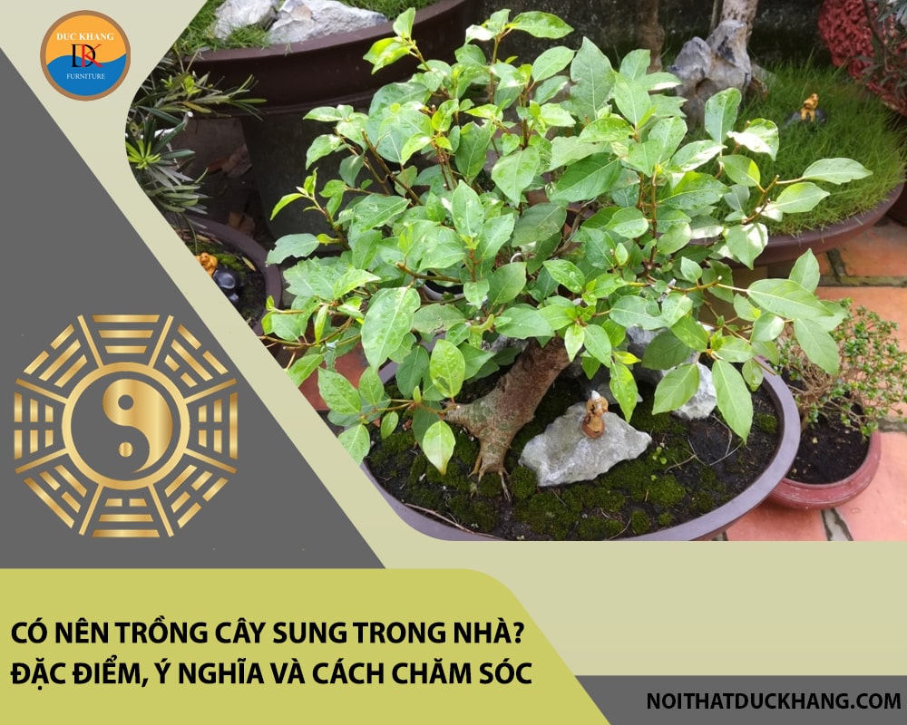 Có nên trồng cây sung trong nhà? Đặc điểm, ý nghĩa và cách chăm sóc