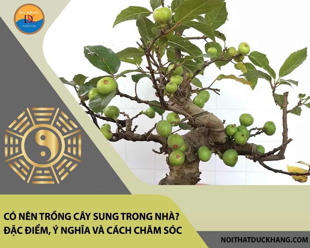 Có nên trồng cây sung trong nhà? Đặc điểm, ý nghĩa và cách chăm sóc Có nên trồng cây sung trong nhà? Đặc điểm, ý nghĩa và cách chăm sóc