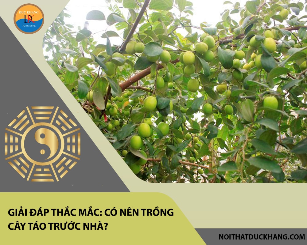 Giải đáp thắc mắc: Có nên trồng cây táo trước nhà? Giải đáp thắc mắc: Có nên trồng cây táo trước nhà?