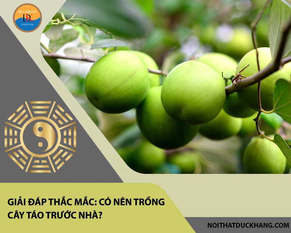 Giải đáp thắc mắc: Có nên trồng cây táo trước nhà? Giải đáp thắc mắc: Có nên trồng cây táo trước nhà?