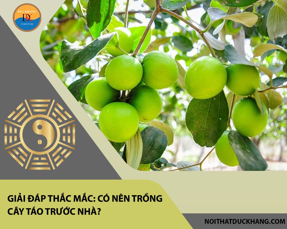Giải đáp thắc mắc: Có nên trồng cây táo trước nhà? Giải đáp thắc mắc: Có nên trồng cây táo trước nhà?
