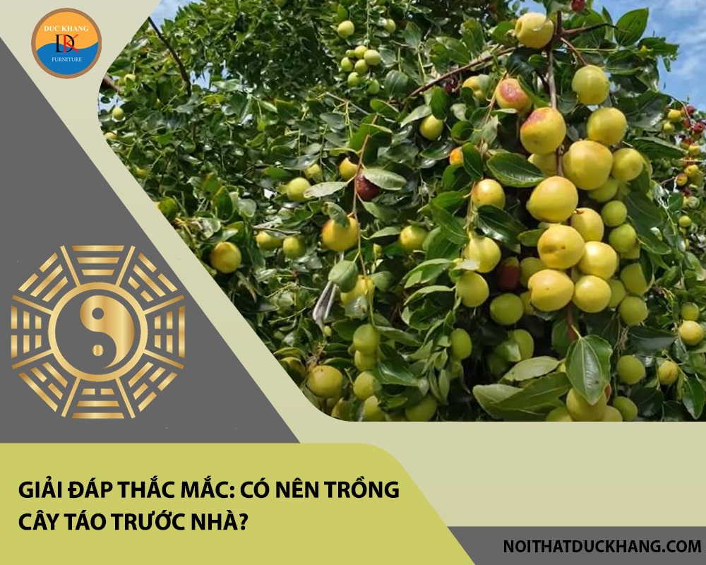 Giải đáp thắc mắc: Có nên trồng cây táo trước nhà? Giải đáp thắc mắc: Có nên trồng cây táo trước nhà?