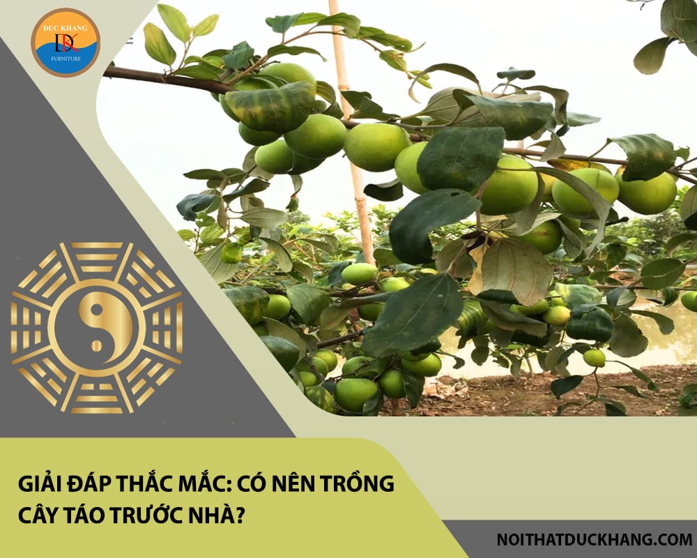 Giải đáp thắc mắc: Có nên trồng cây táo trước nhà?