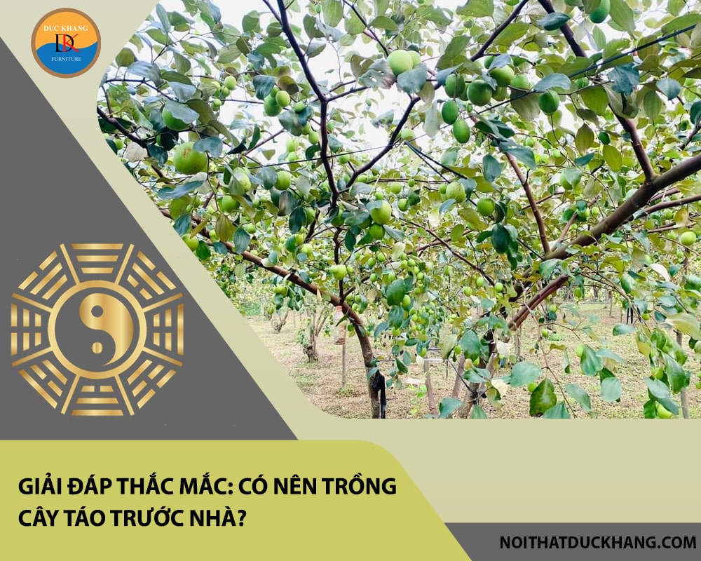 Giải đáp thắc mắc: Có nên trồng cây táo trước nhà? Giải đáp thắc mắc: Có nên trồng cây táo trước nhà?