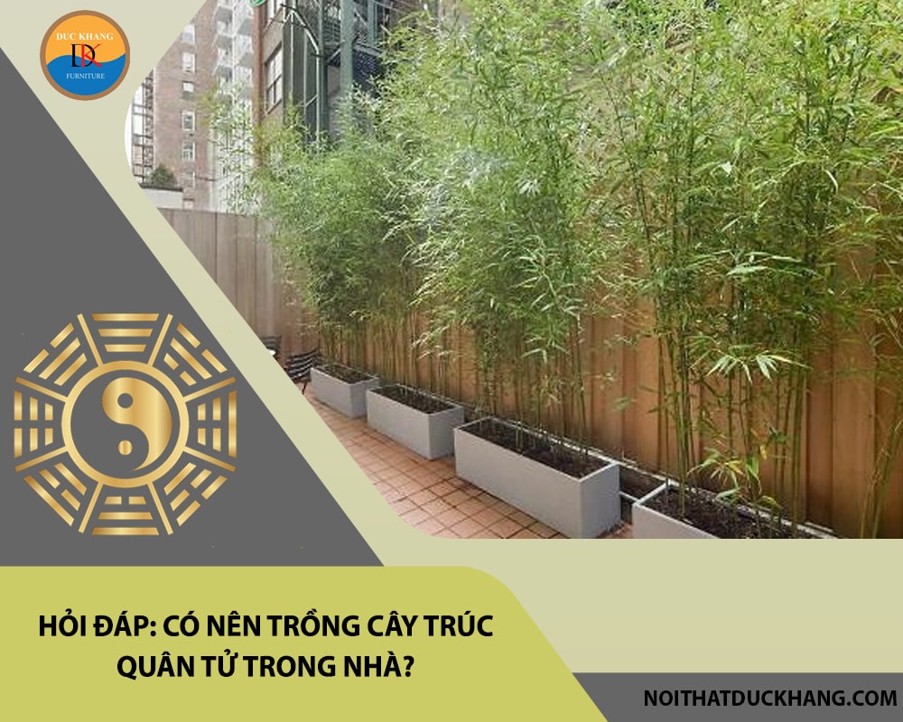 Hỏi đáp: Có nên trồng cây trúc quân tử trong nhà?