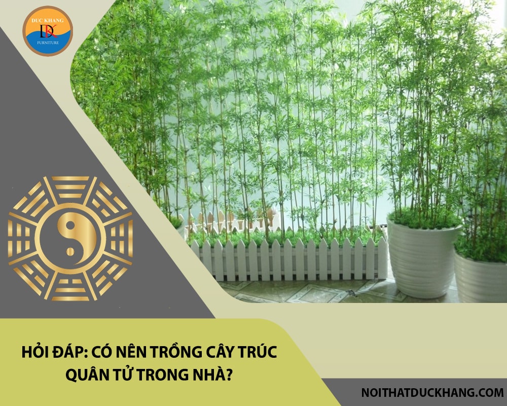 Hỏi đáp: Có nên trồng cây trúc quân tử trong nhà?