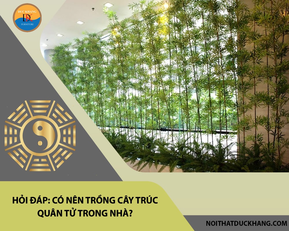 Hỏi đáp: Có nên trồng cây trúc quân tử trong nhà?