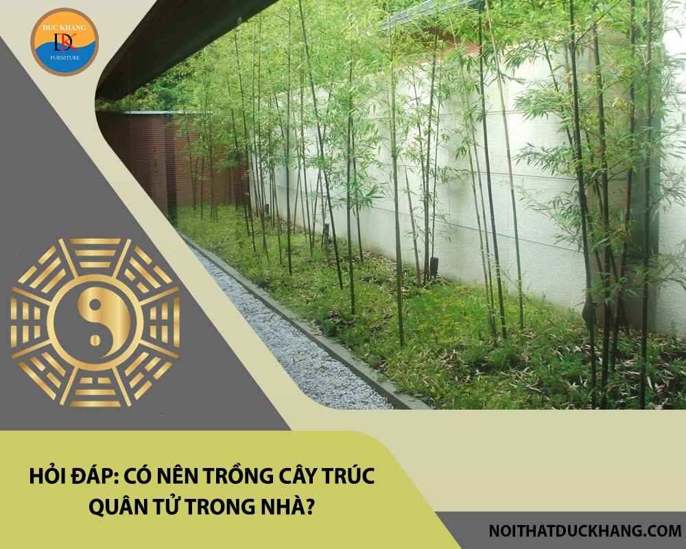Hỏi đáp: Có nên trồng cây trúc quân tử trong nhà?