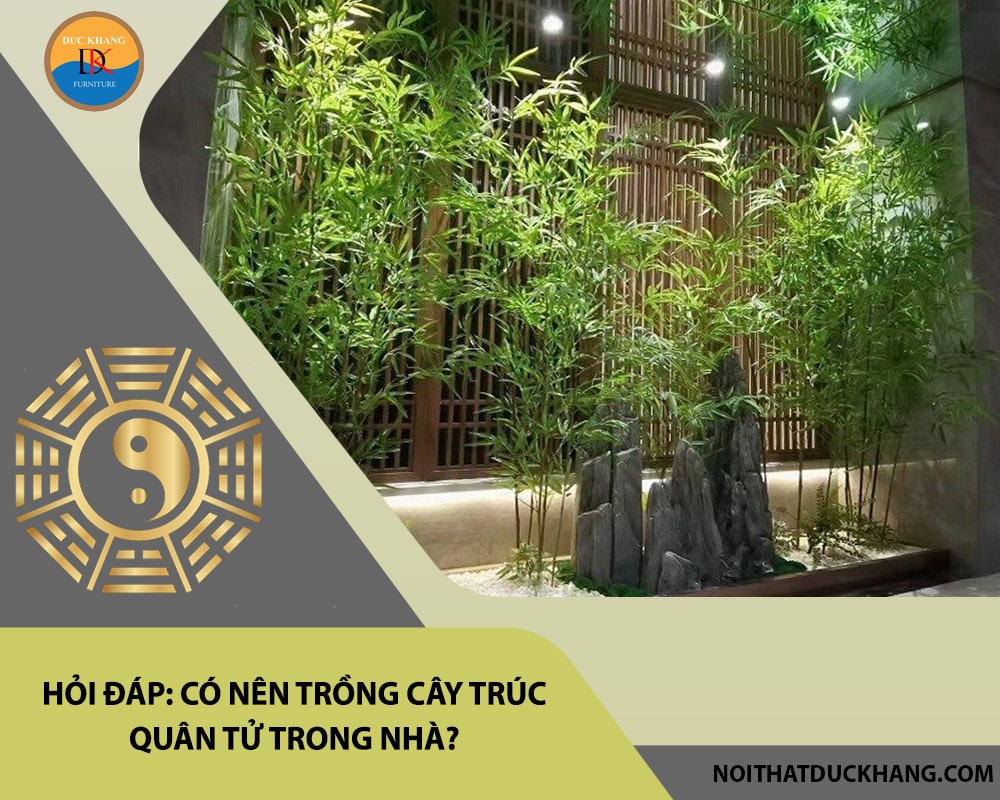 Hỏi đáp: Có nên trồng cây trúc quân tử trong nhà?