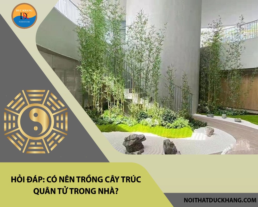 Hỏi đáp: Có nên trồng cây trúc quân tử trong nhà?