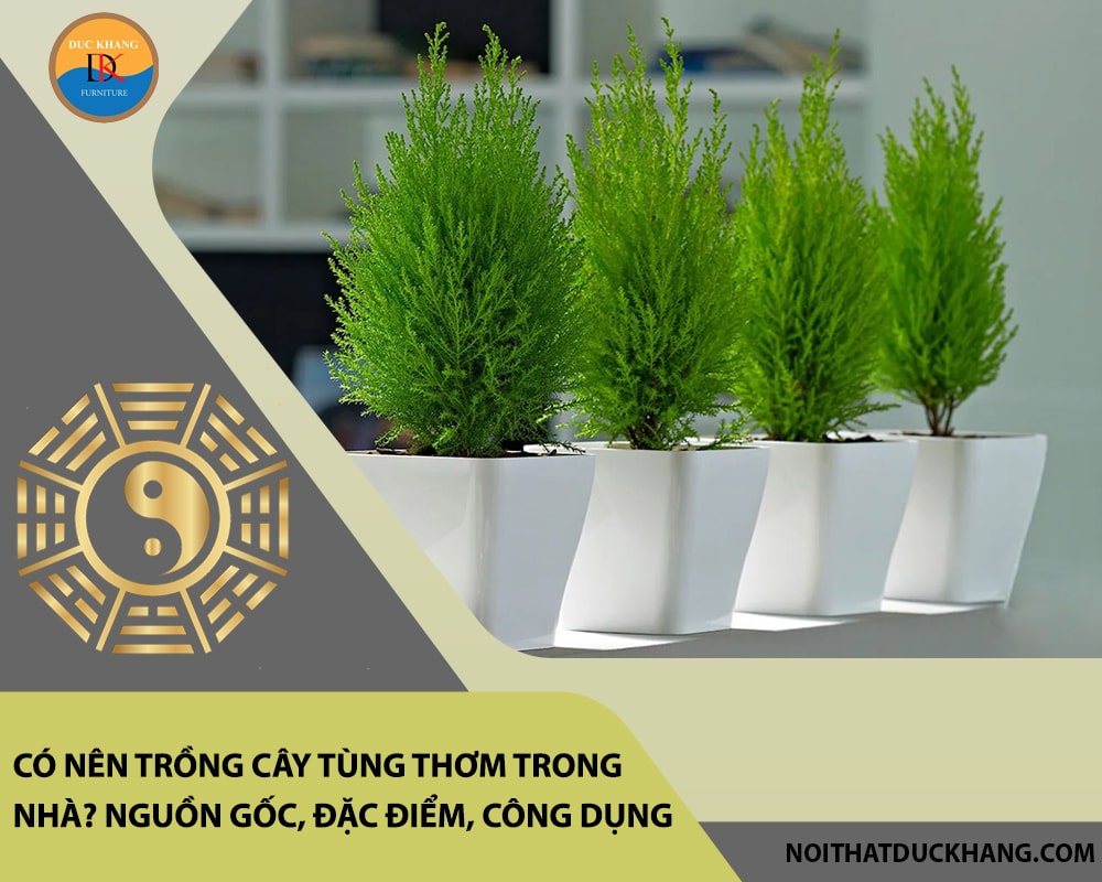 Có nên trồng cây tùng thơm trong nhà? Nguồn gốc, đặc điểm, công dụng