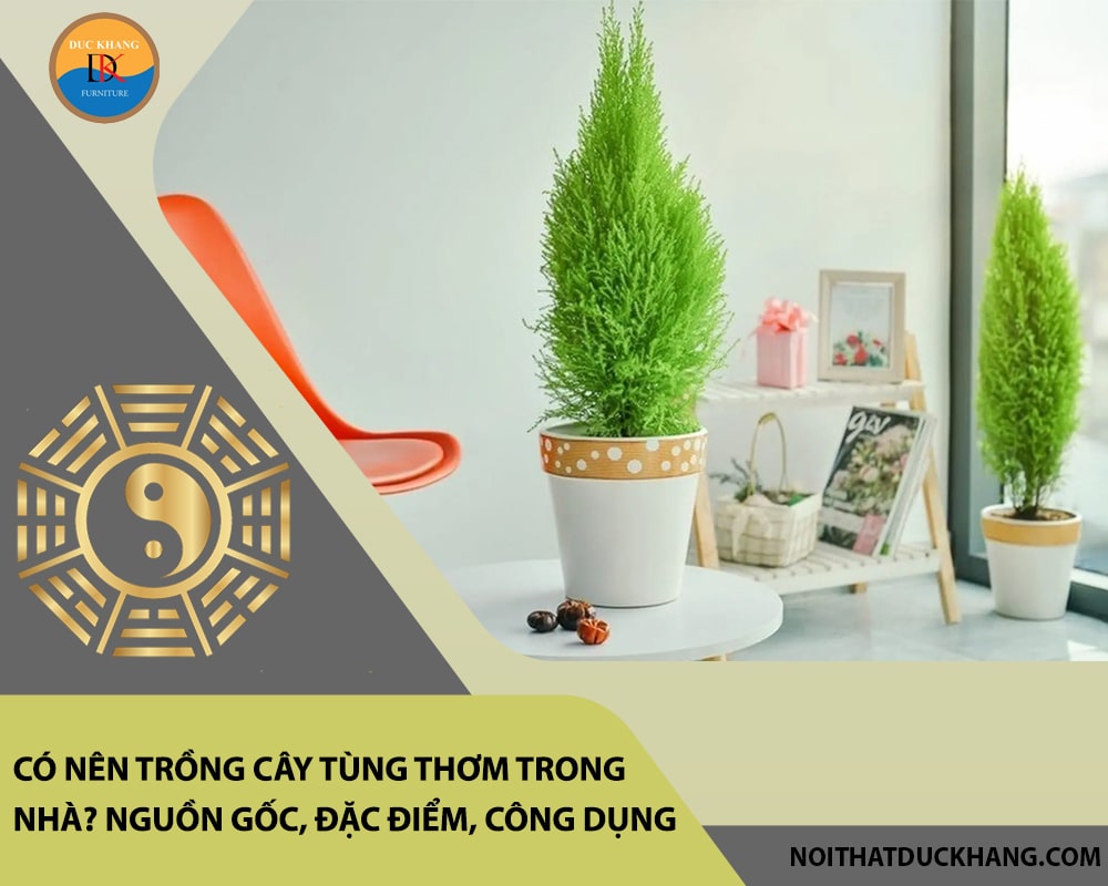 Có nên trồng cây tùng thơm trong nhà? Nguồn gốc, đặc điểm, công dụng Có nên trồng cây tùng thơm trong nhà? Nguồn gốc, đặc điểm, công dụng