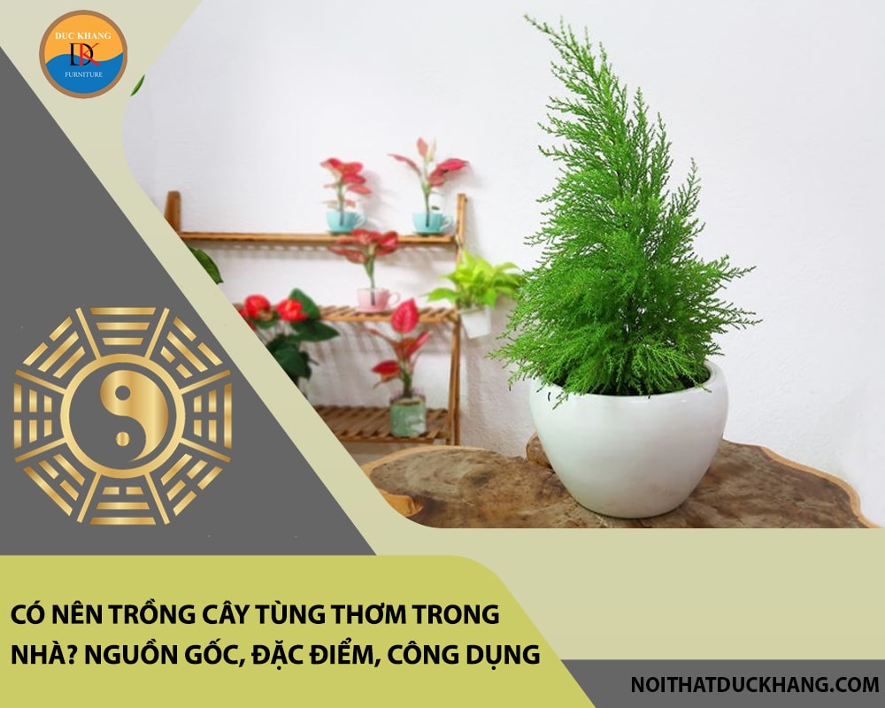 Có nên trồng cây tùng thơm trong nhà? Nguồn gốc, đặc điểm, công dụng Có nên trồng cây tùng thơm trong nhà? Nguồn gốc, đặc điểm, công dụng