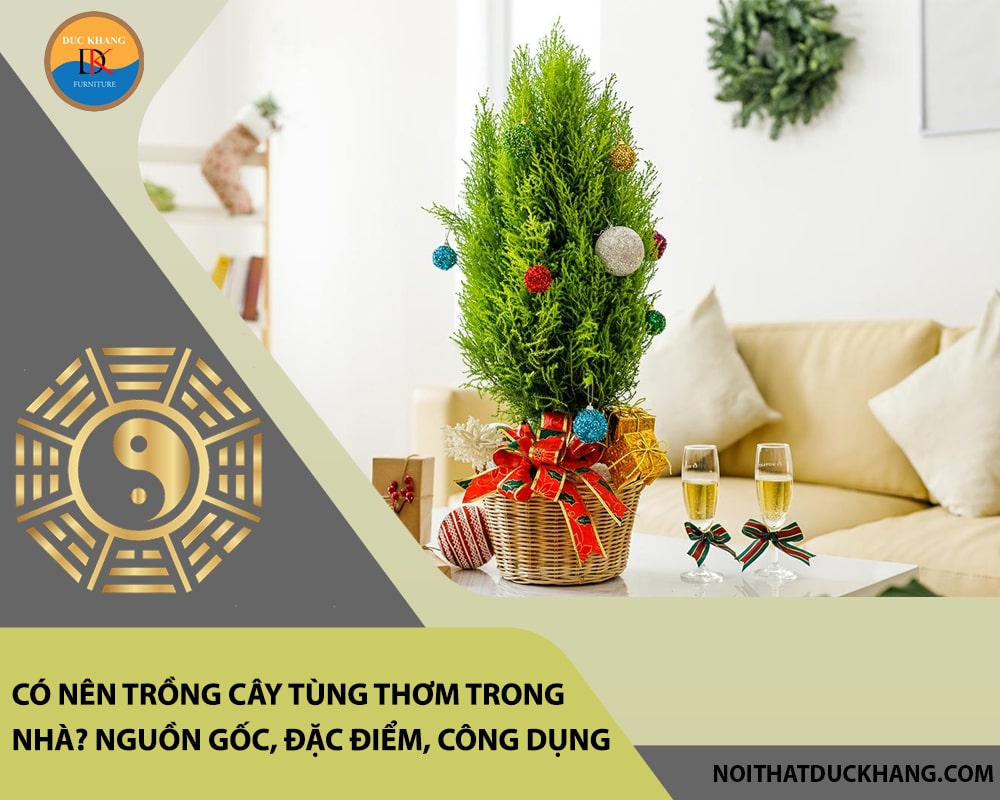 Có nên trồng cây tùng thơm trong nhà? Nguồn gốc, đặc điểm, công dụng Có nên trồng cây tùng thơm trong nhà? Nguồn gốc, đặc điểm, công dụng