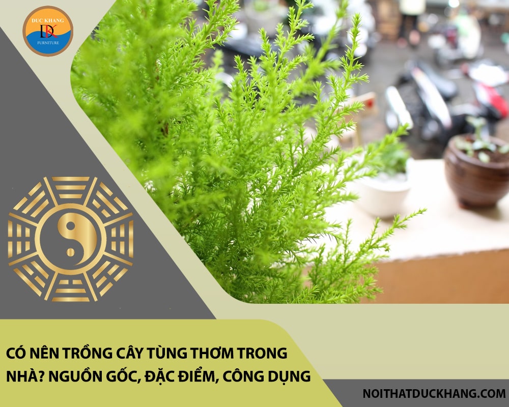 Có nên trồng cây tùng thơm trong nhà? Nguồn gốc, đặc điểm, công dụng Có nên trồng cây tùng thơm trong nhà? Nguồn gốc, đặc điểm, công dụng