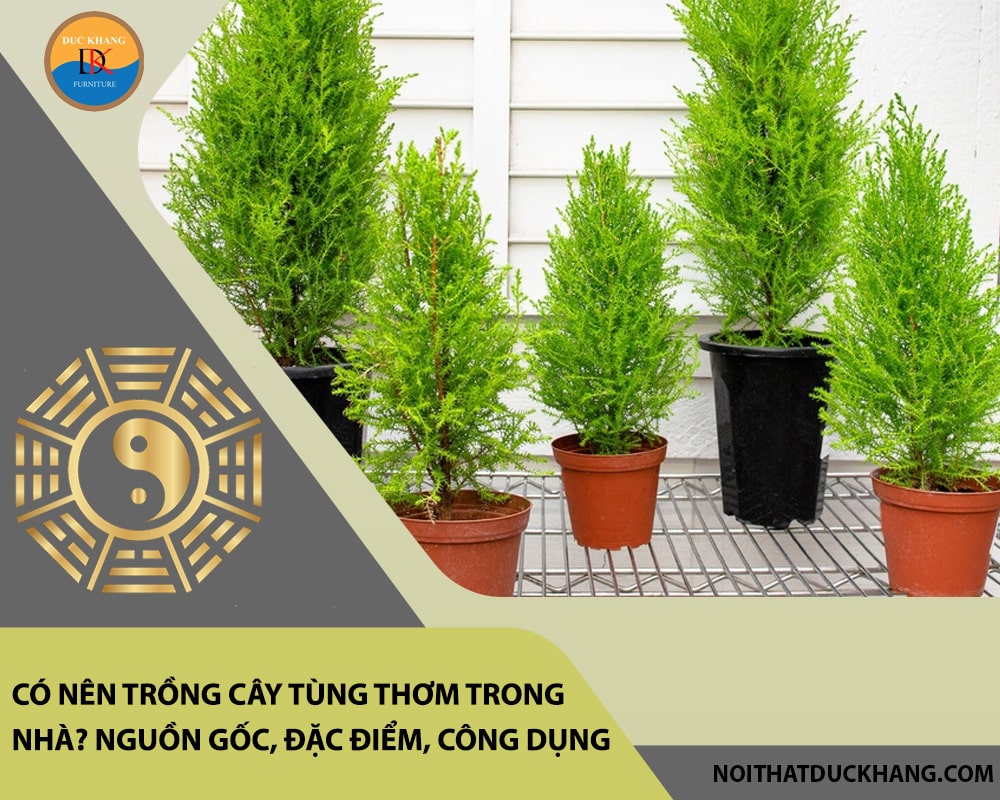 Có nên trồng cây tùng thơm trong nhà? Nguồn gốc, đặc điểm, công dụng Có nên trồng cây tùng thơm trong nhà? Nguồn gốc, đặc điểm, công dụng