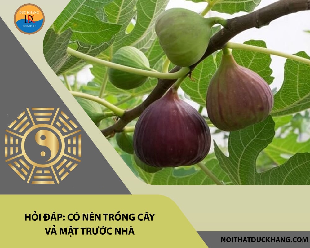 Hỏi đáp: Có nên trồng cây vả mật trước nhà