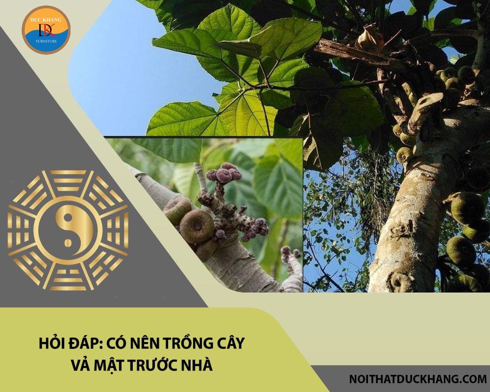 Hỏi đáp: Có nên trồng cây vả mật trước nhà