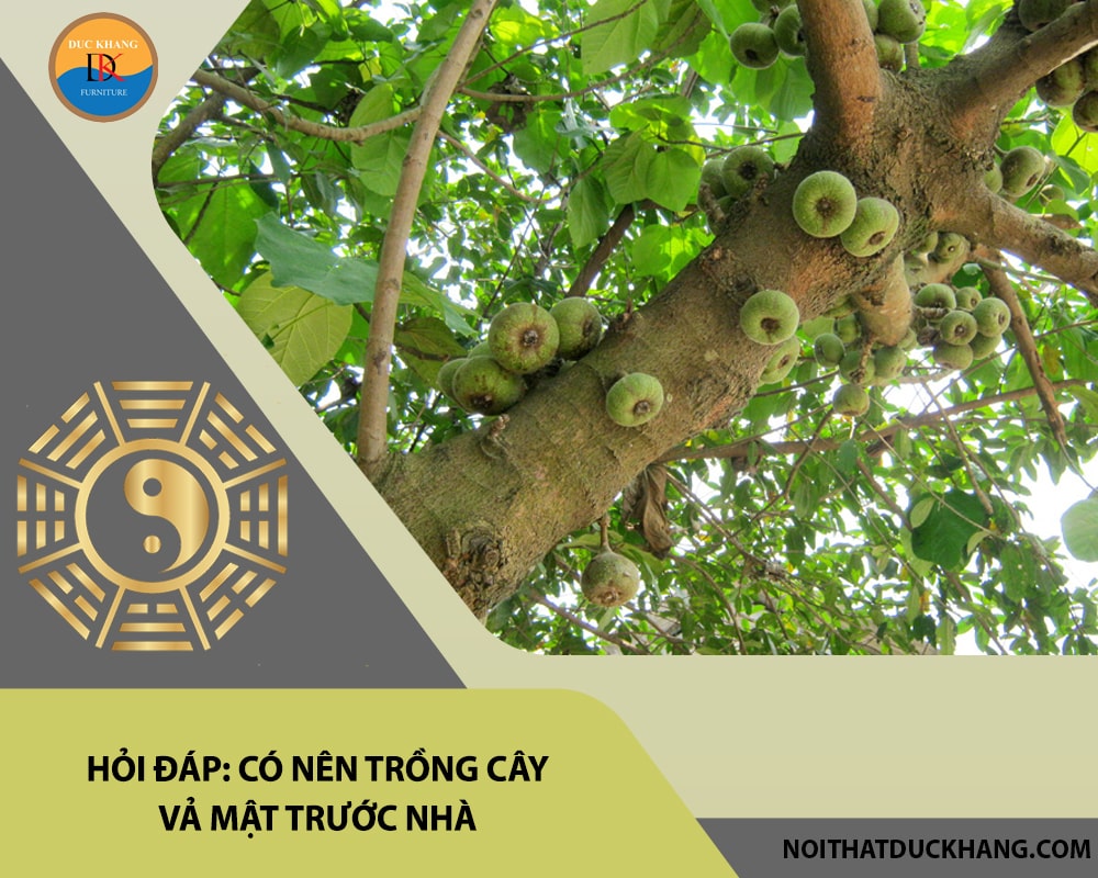 Hỏi đáp: Có nên trồng cây vả mật trước nhà