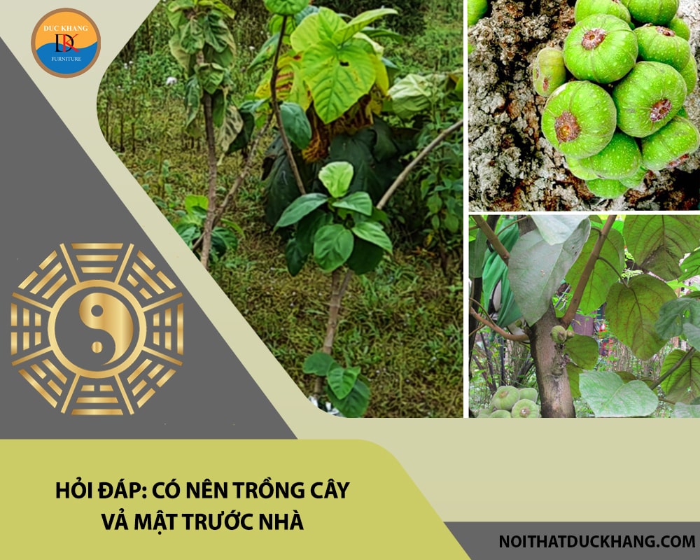 Hỏi đáp: Có nên trồng cây vả mật trước nhà