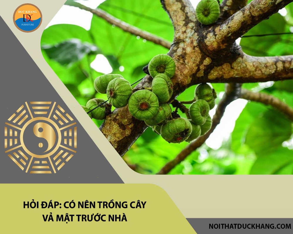 Hỏi đáp: Có nên trồng cây vả mật trước nhà