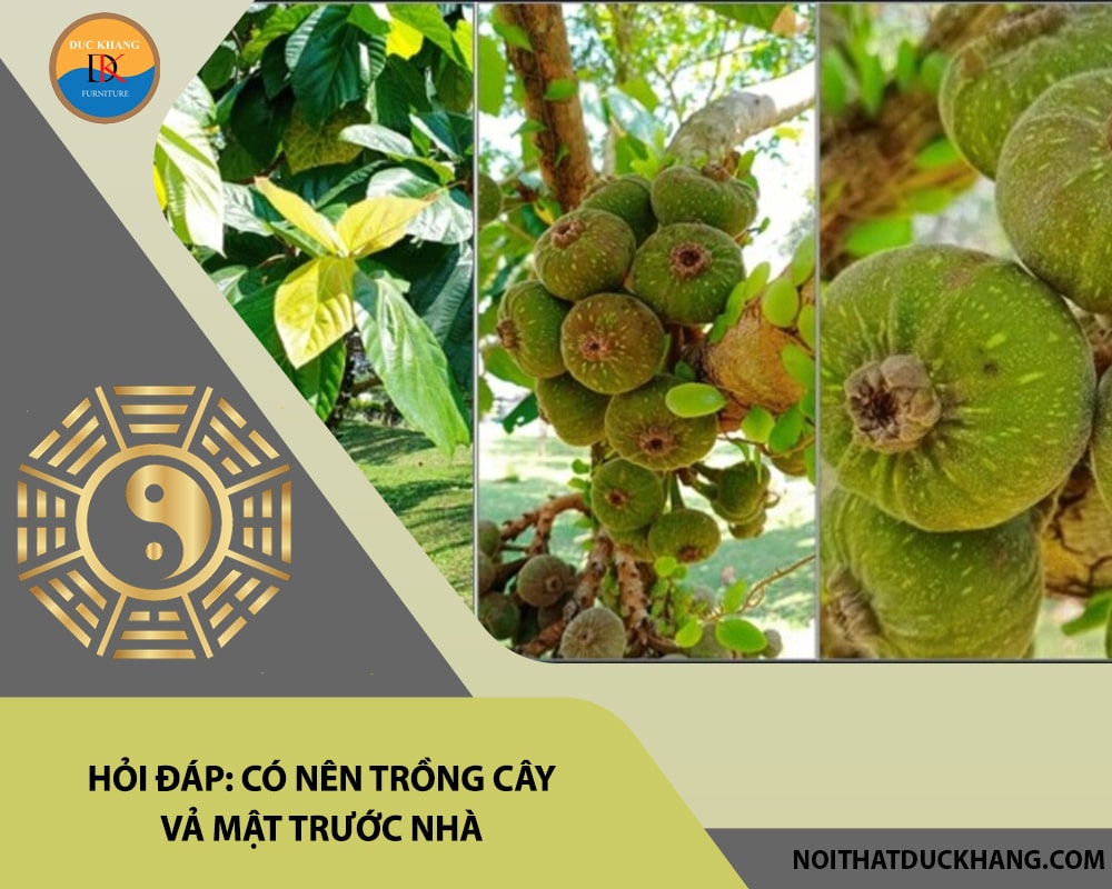 Hỏi đáp: Có nên trồng cây vả mật trước nhà