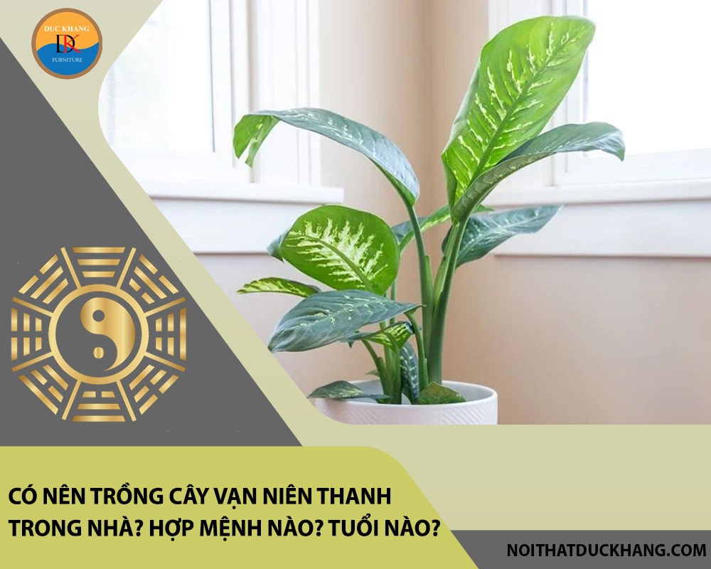 Có nên trồng cây vạn niên thanh trong nhà? Hợp mệnh nào? Tuổi nào?