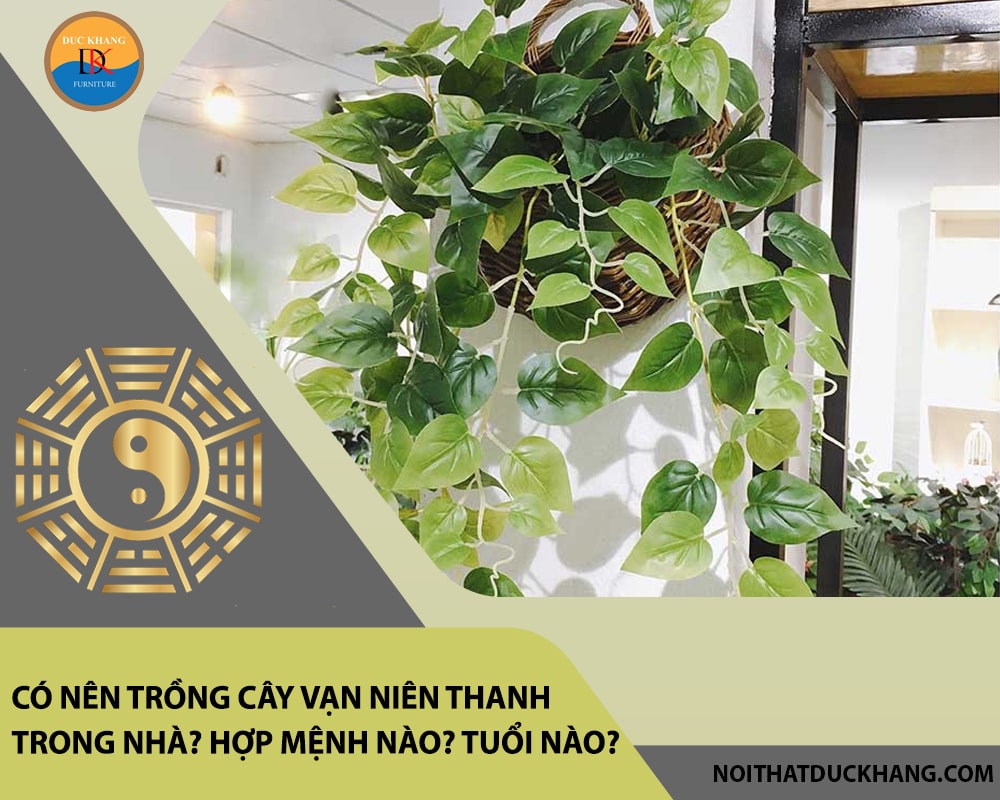 Có nên trồng cây vạn niên thanh trong nhà? Hợp mệnh nào? Tuổi nào? Có nên trồng cây vạn niên thanh trong nhà? Hợp mệnh nào? Tuổi nào?