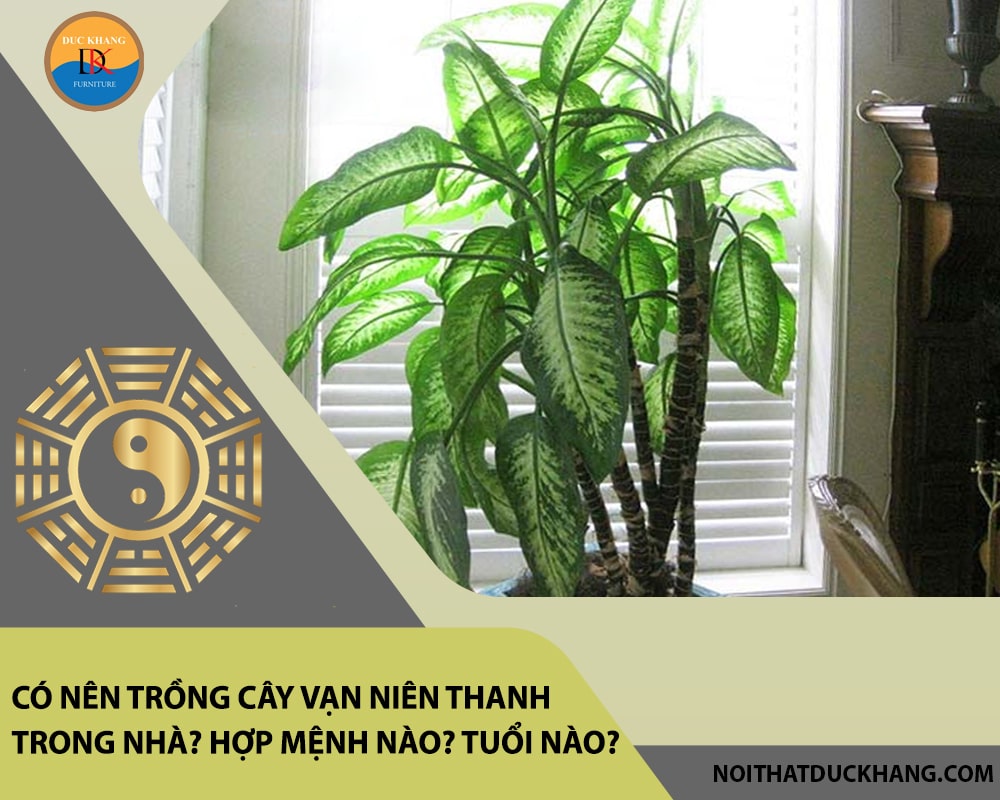 Có nên trồng cây vạn niên thanh trong nhà? Hợp mệnh nào? Tuổi nào? Có nên trồng cây vạn niên thanh trong nhà? Hợp mệnh nào? Tuổi nào?
