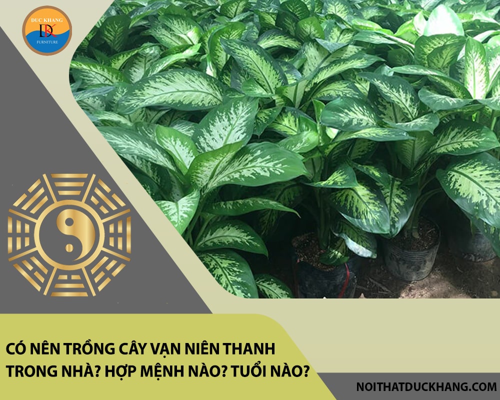 Có nên trồng cây vạn niên thanh trong nhà? Hợp mệnh nào? Tuổi nào? Có nên trồng cây vạn niên thanh trong nhà? Hợp mệnh nào? Tuổi nào?