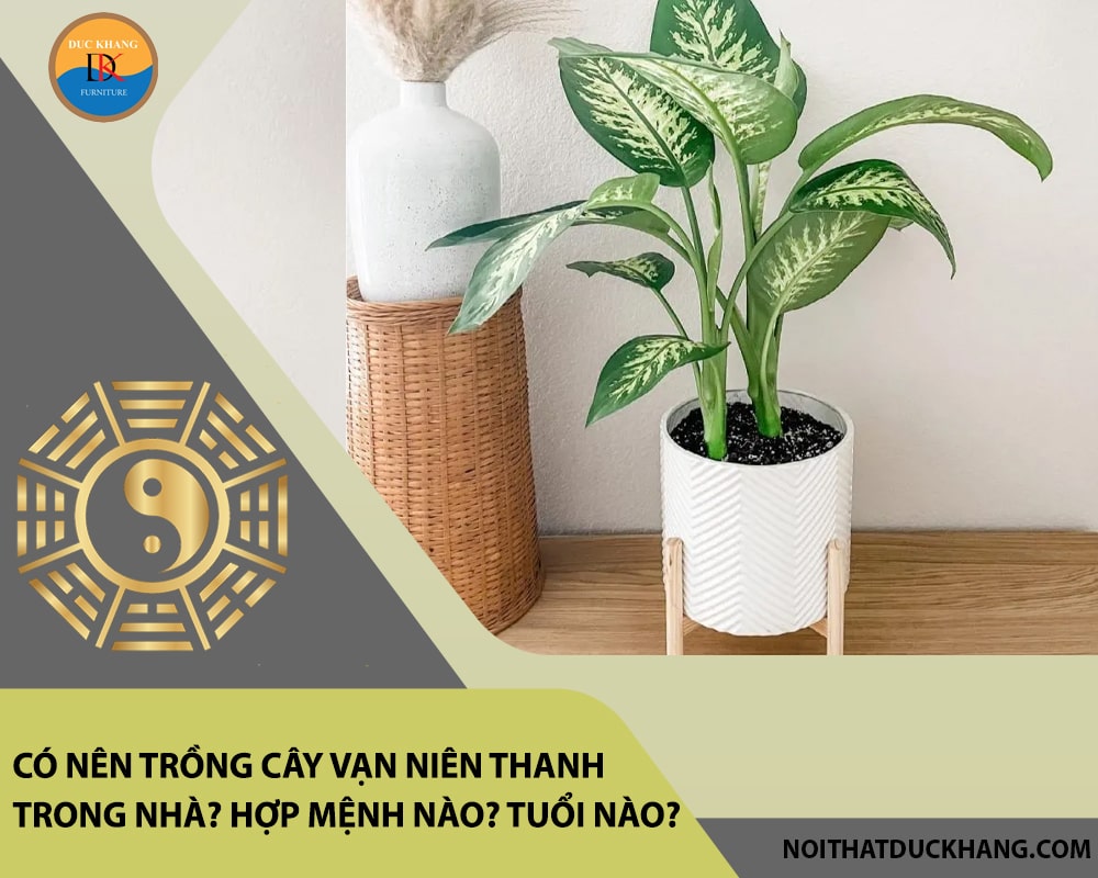 Có nên trồng cây vạn niên thanh trong nhà? Hợp mệnh nào? Tuổi nào? Có nên trồng cây vạn niên thanh trong nhà? Hợp mệnh nào? Tuổi nào?