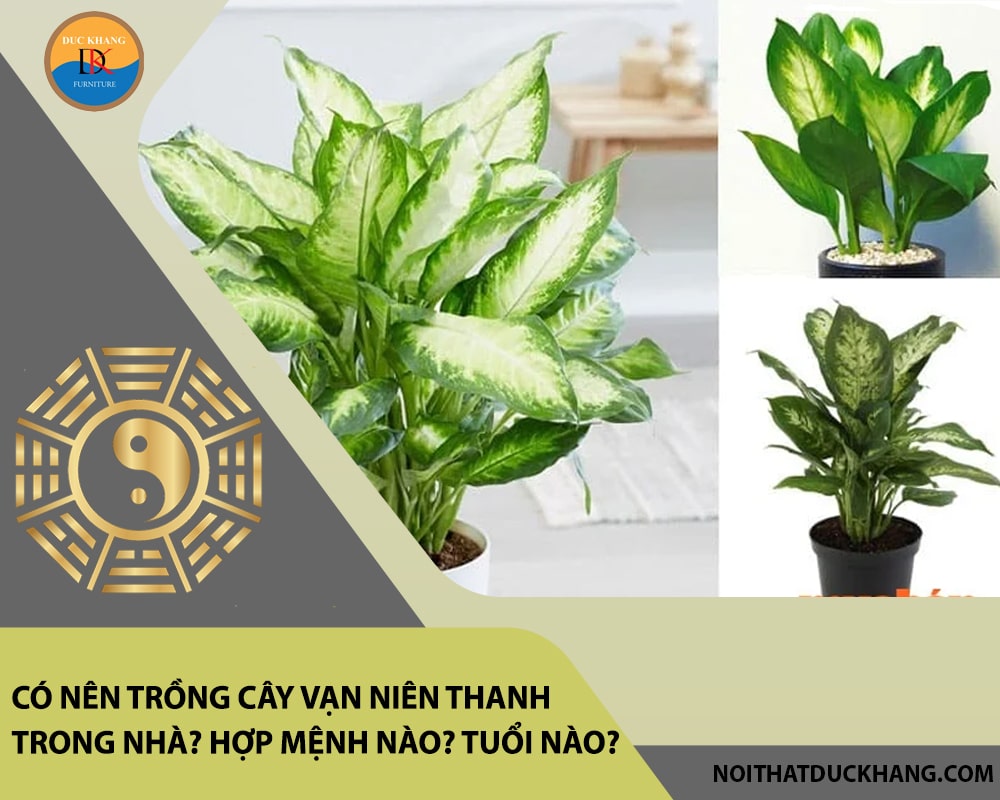 Có nên trồng cây vạn niên thanh trong nhà? Hợp mệnh nào? Tuổi nào? Có nên trồng cây vạn niên thanh trong nhà? Hợp mệnh nào? Tuổi nào?