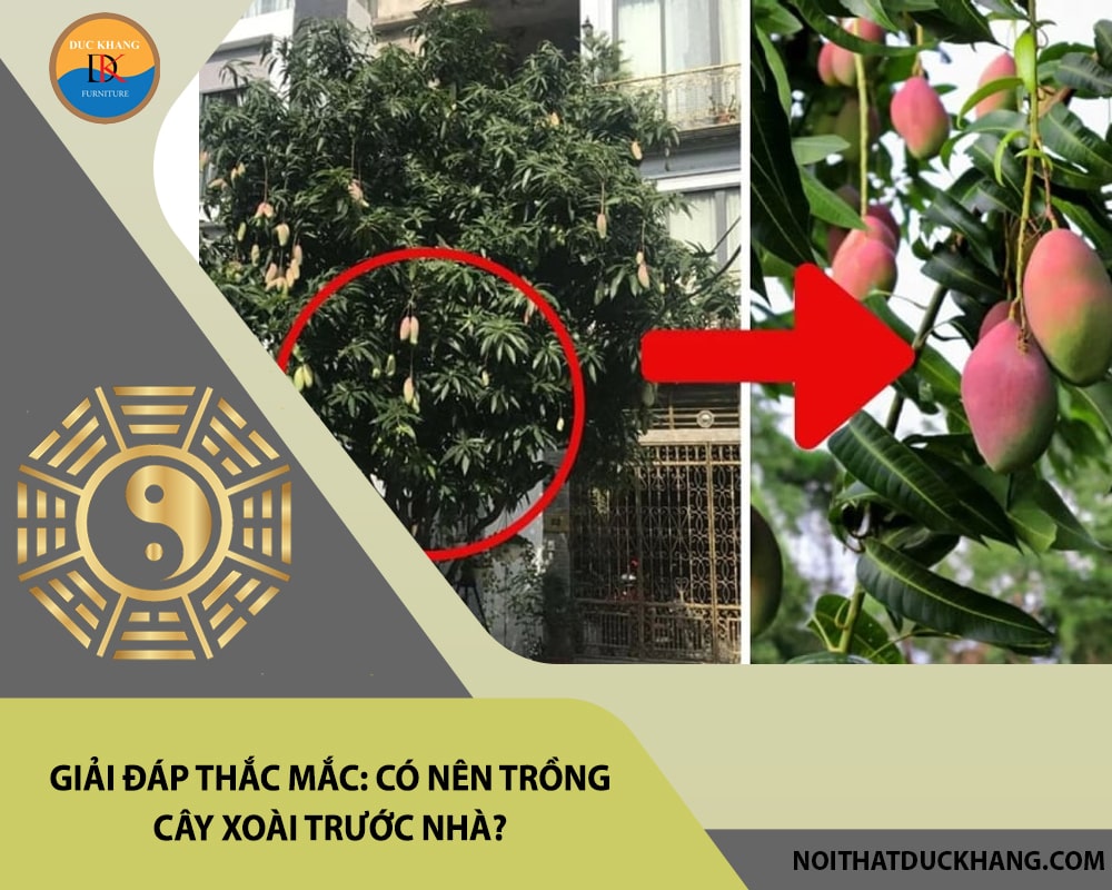 Giải đáp thắc mắc: Có nên trồng cây xoài trước nhà?