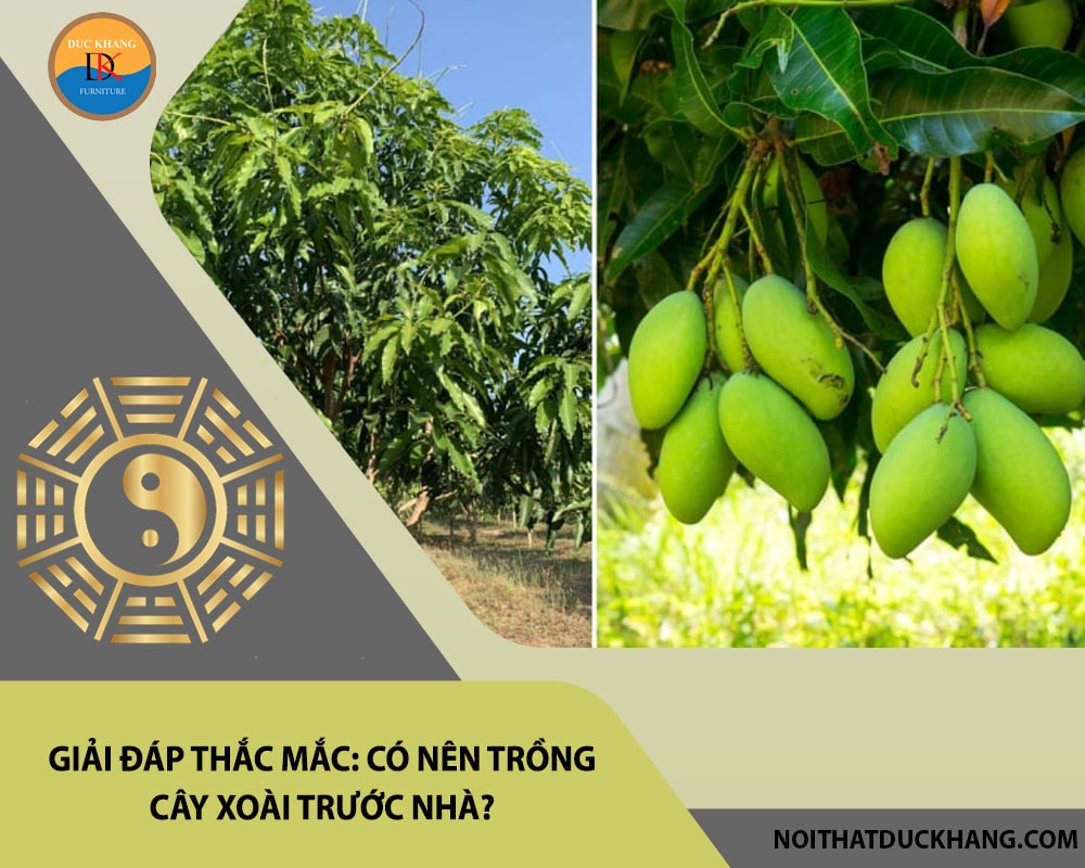 Giải đáp thắc mắc: Có nên trồng cây xoài trước nhà?