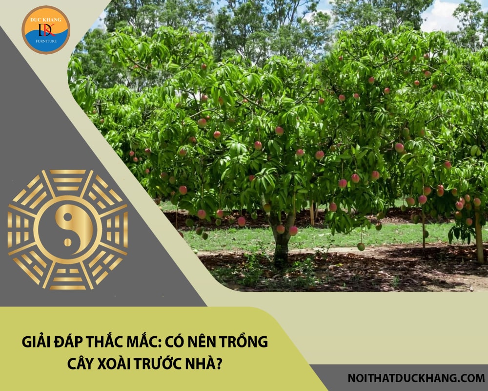 Giải đáp thắc mắc: Có nên trồng cây xoài trước nhà?