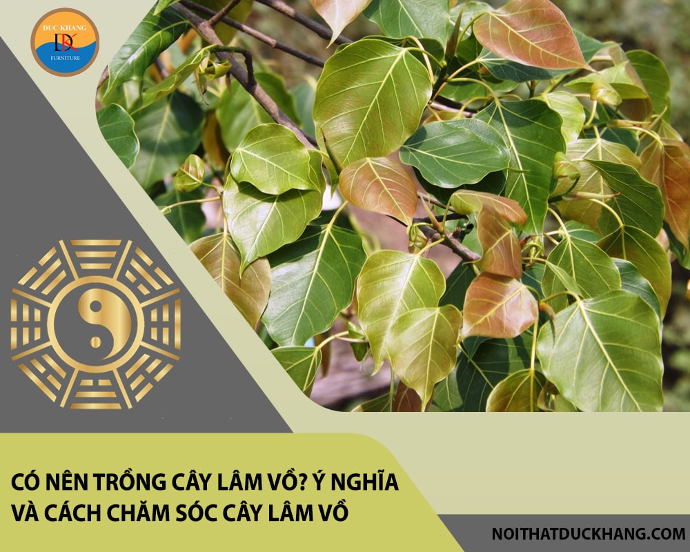 Có nên trồng cây lâm vồ? Ý nghĩa và cách chăm sóc cây lâm vồ