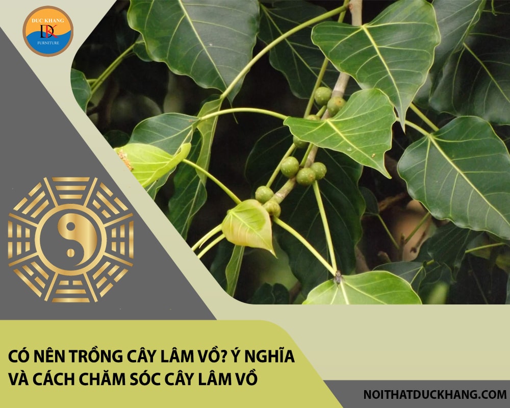 Có nên trồng cây lâm vồ? Ý nghĩa và cách chăm sóc cây lâm vồ