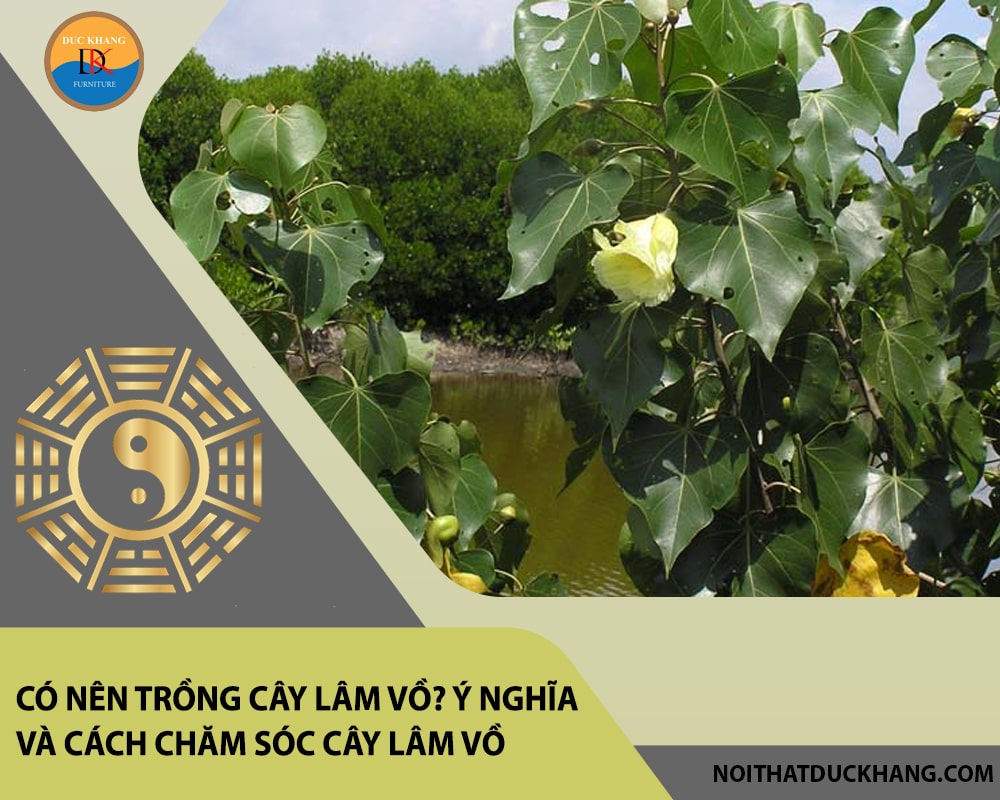 Có nên trồng cây lâm vồ? Ý nghĩa và cách chăm sóc cây lâm vồ