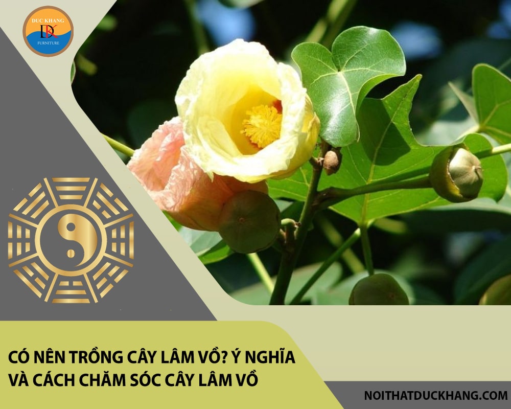 Có nên trồng cây lâm vồ? Ý nghĩa và cách chăm sóc cây lâm vồ