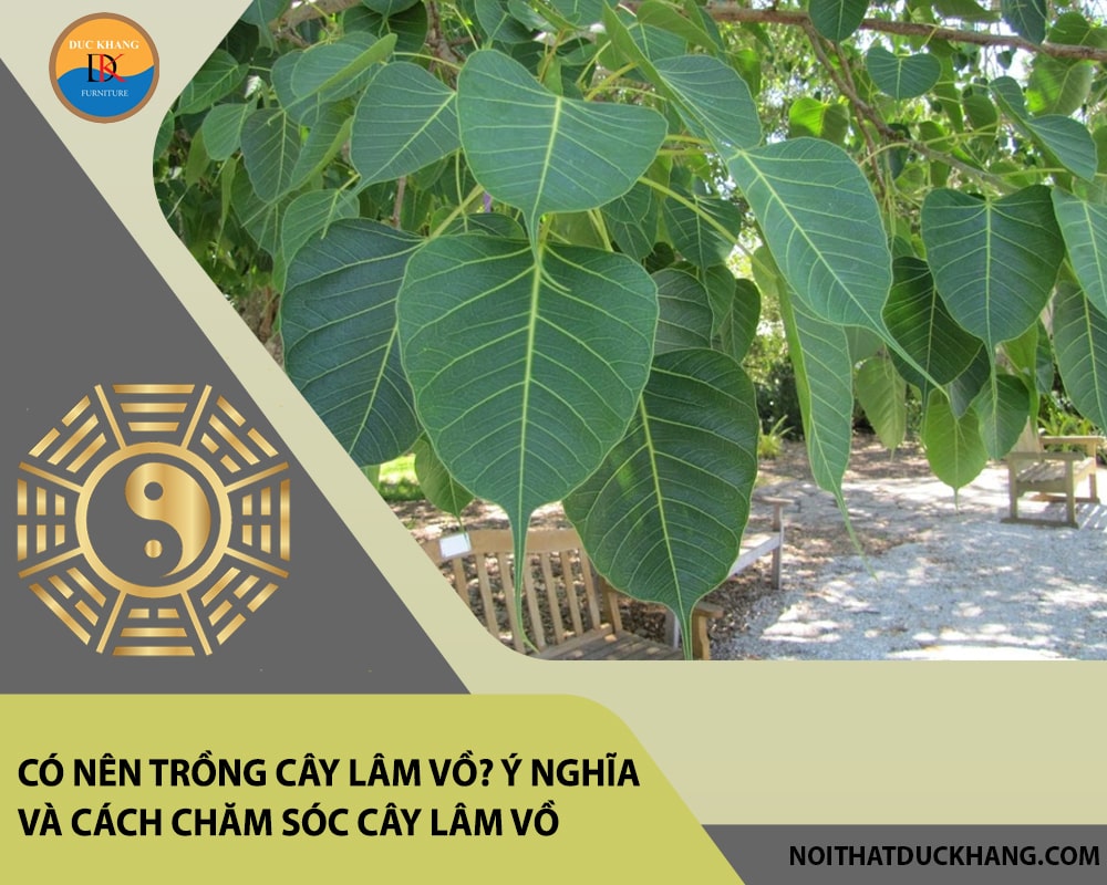 Có nên trồng cây lâm vồ? Ý nghĩa và cách chăm sóc cây lâm vồ