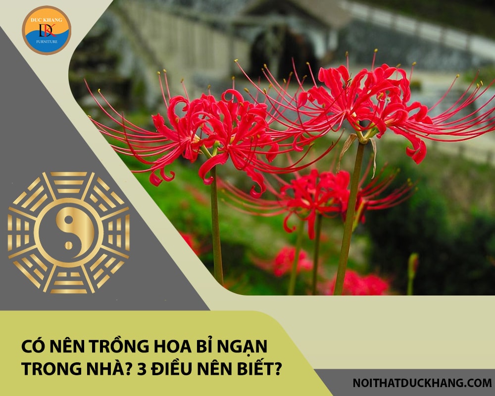 Có nên trồng hoa bỉ ngạn trong nhà? 3 điều nên biết?