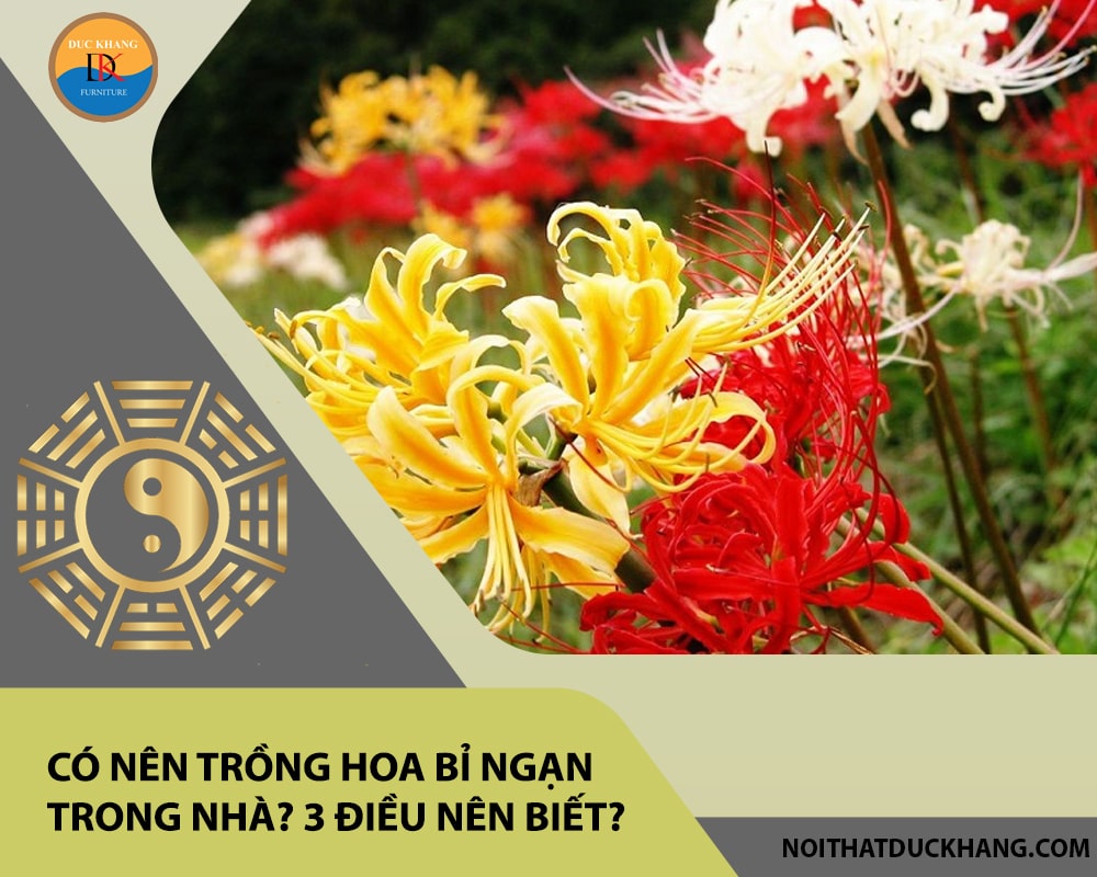 Có nên trồng hoa bỉ ngạn trong nhà? 3 điều nên biết? Có nên trồng hoa bỉ ngạn trong nhà? 3 điều nên biết?