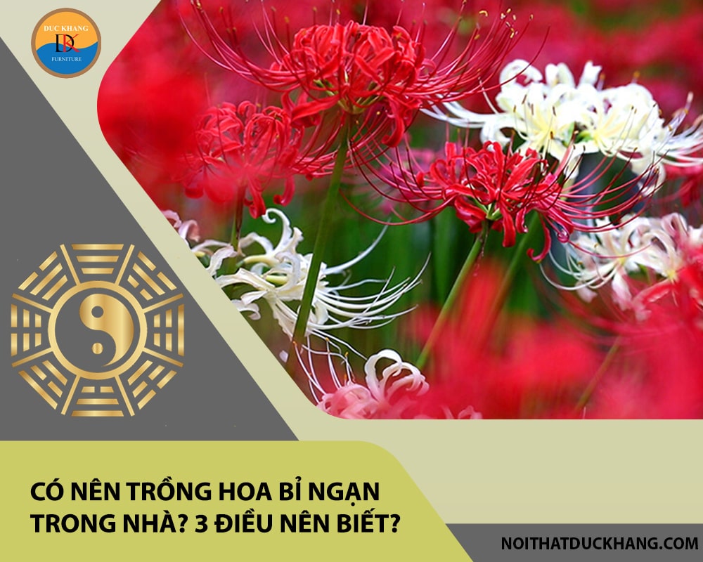 Có nên trồng hoa bỉ ngạn trong nhà? 3 điều nên biết? Có nên trồng hoa bỉ ngạn trong nhà? 3 điều nên biết?